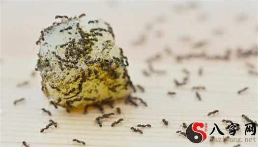 梦见黑蚂蚁成群