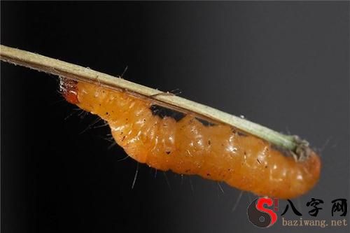 梦见蛆虫爬身上