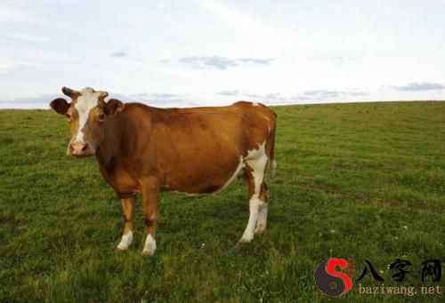 梦见牛和自己说话