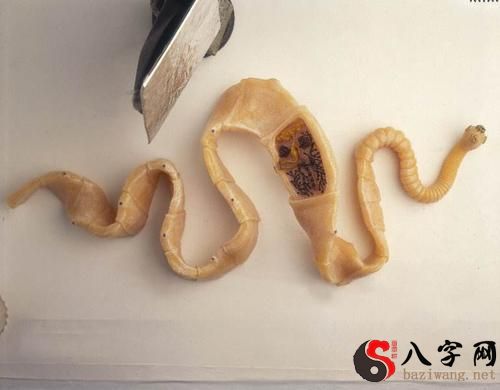 梦见上厕所很多蛆