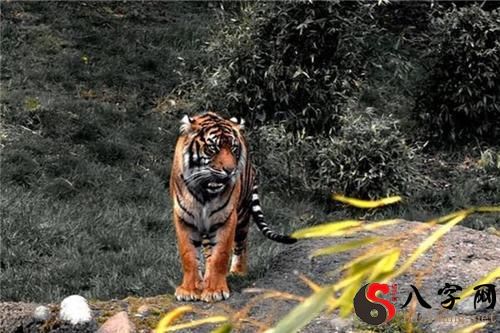 梦见老虎一直追我