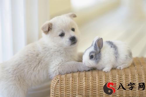 梦见狗和兔子打架