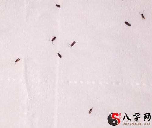 梦见床上好多虫子