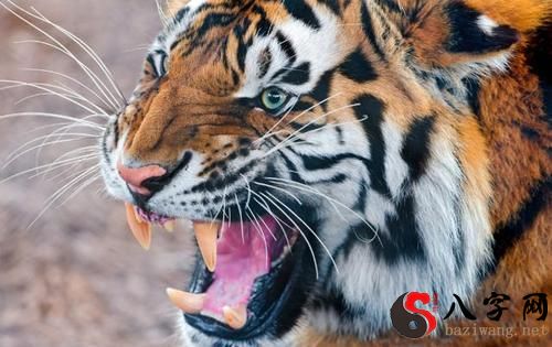 梦见老虎咬人自己逃过一劫