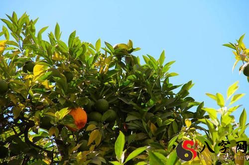 梦见树上结满橘子