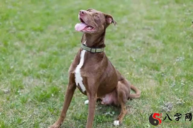 梦见狗咬自己胳膊