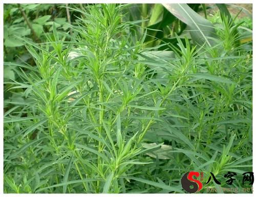 梦见土中发现黄金