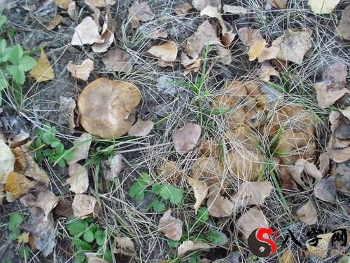 梦见山上采蘑菇