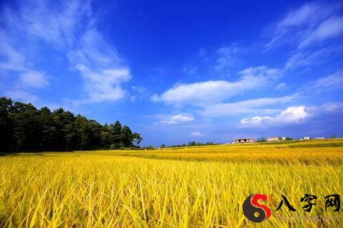 梦见金黄色稻谷