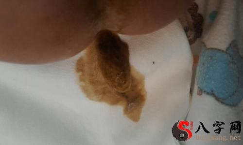 梦见家里到处是屎